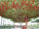 Drvo Paradajz-Džinovsko drvo paradajza 