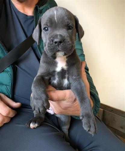 Cane corso stenci