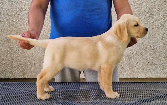 Labrador-retriver