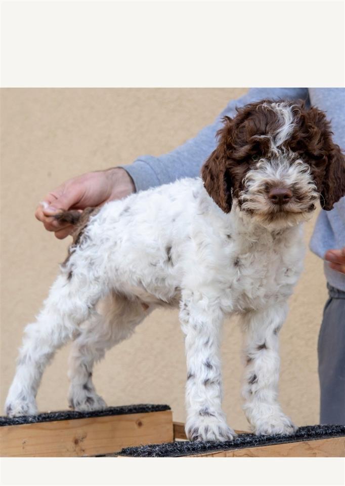 Lagotto-romagnolo-štenci