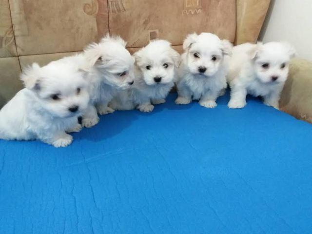 MINI MALTEZER  štenci na prodaju 