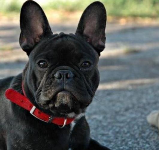 Francuski buldog