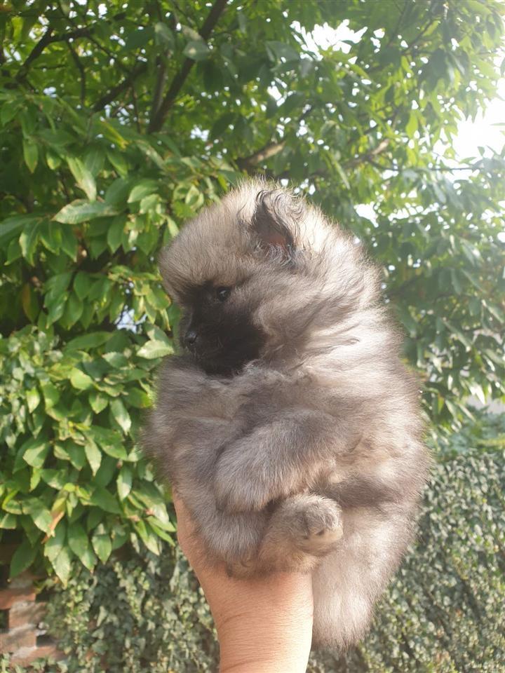 Pomeranski-Spic