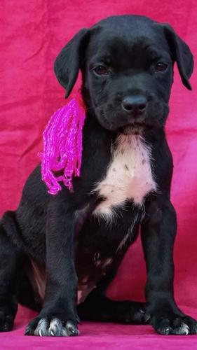 Cane corso štenci