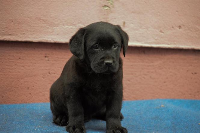 Labrador Retriver štenci