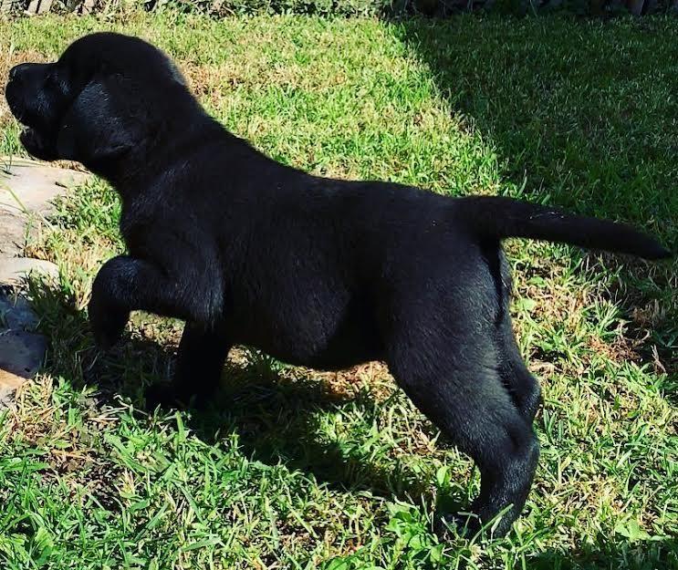 LABRADOR-RETRIVER---vrhunski-štenci