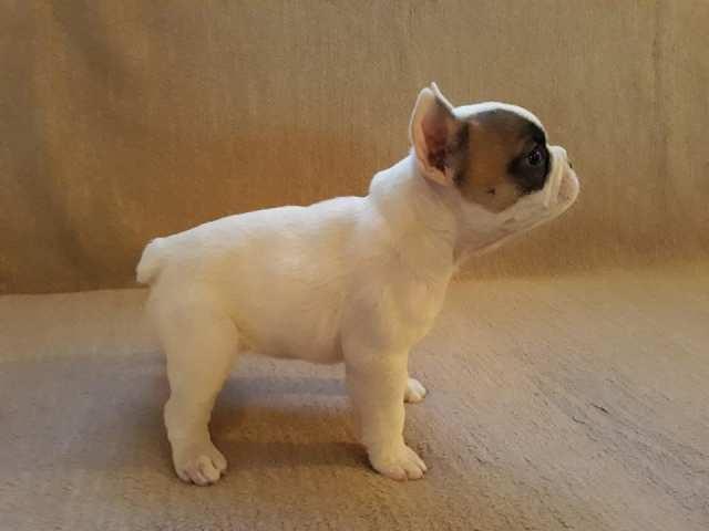 Francuski-buldog--štene