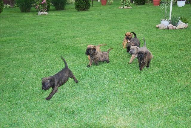 Cane-Corso-stenci