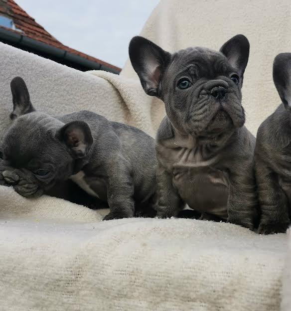 Francuski-buldog-štenci-