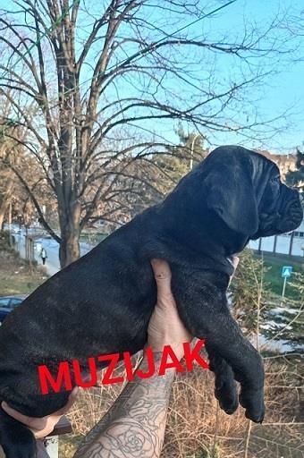 Cane-corso-štenci