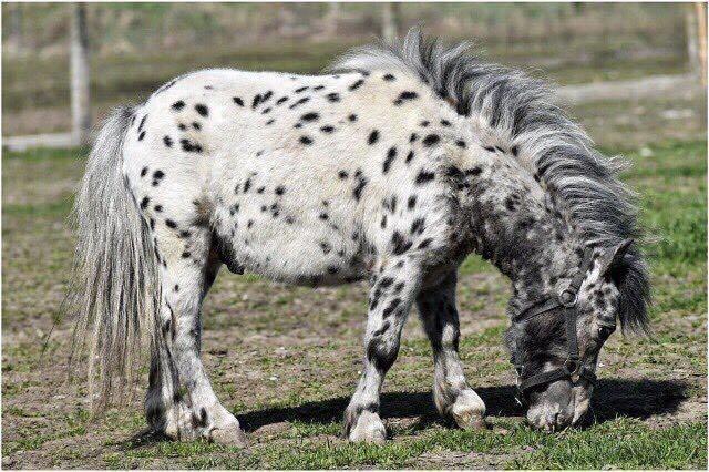 Setland-poni