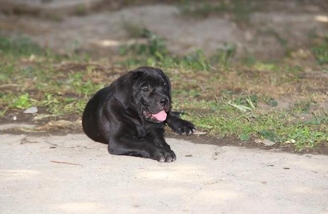 Cane Corso stenci 