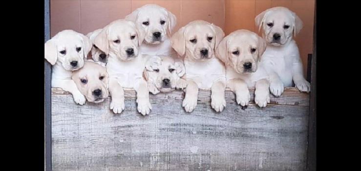 Labrador-stenci-