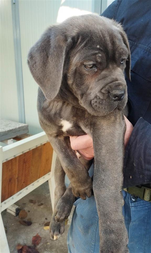 Cane-Corso-štenci