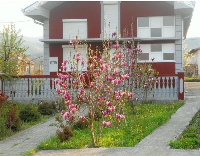Magnolija sadnice
