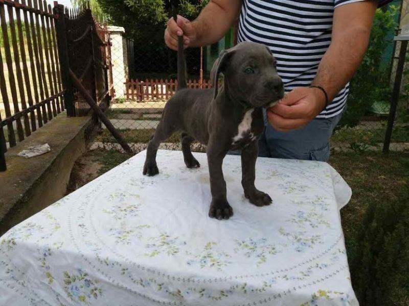 CANE-CORSO-