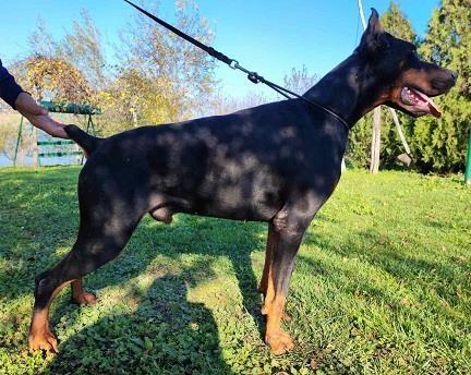 Doberman-štenci-