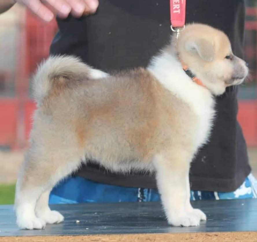 Akita--Inu-