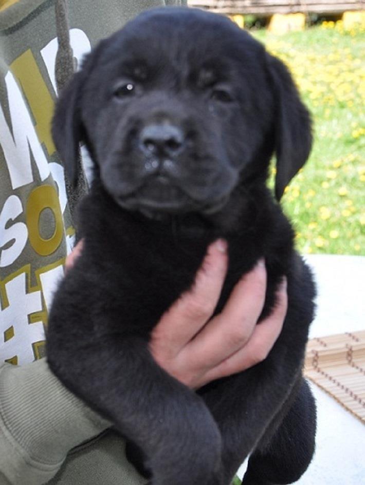 Labrador-Retriver