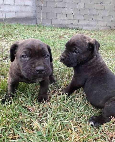 Cane-Corso--štenci