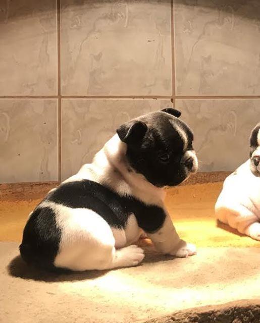 Francuski-buldog-Od-Kuce-Don