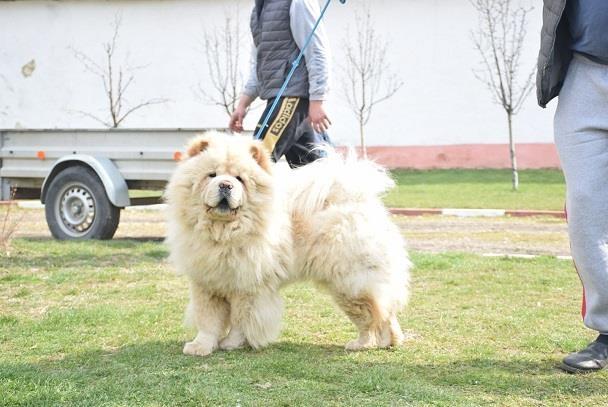 Chow-chow-cau-cau-stenad