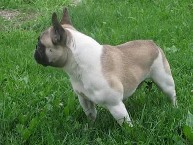 Francuski-Buldog-