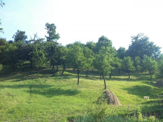 Sljivovica