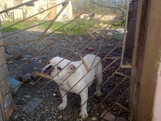 Engleski-buldog