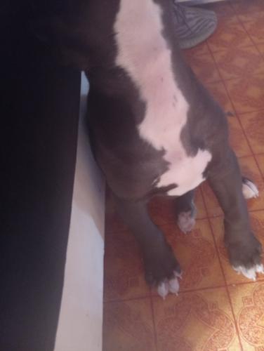 Pitbull