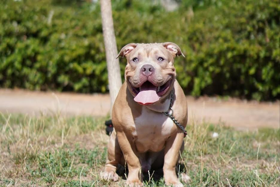 American-Bully-Pocket---Standard