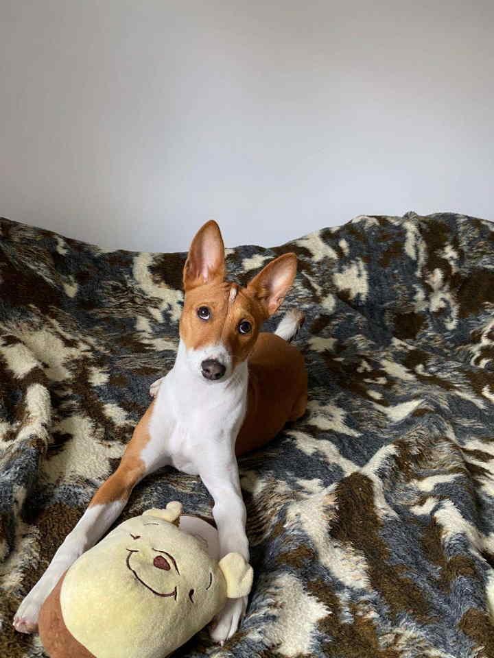 Basenji-žensko-štene--