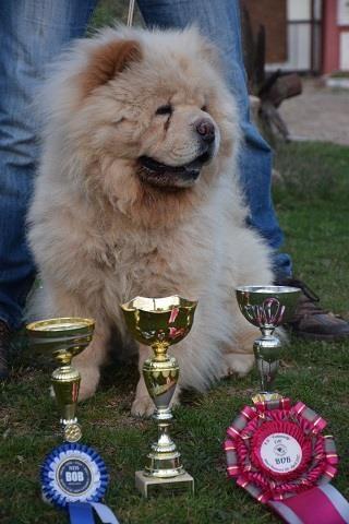 Chow-chow-cau-cau-stenad