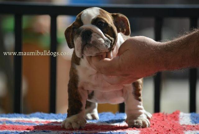 Engleski-Buldog-