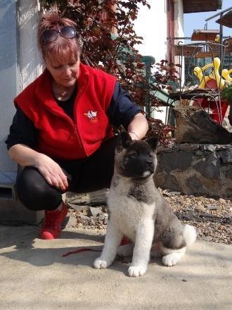 Američka-akita