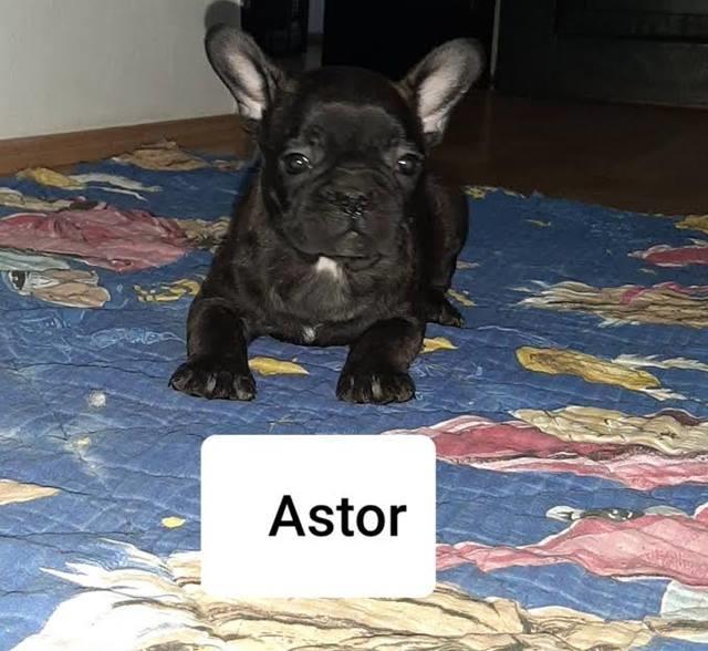 Francuski-buldog