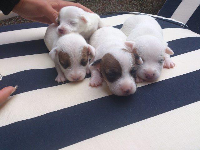Jack-Russel-stenad-od-vrhunski-roditelja