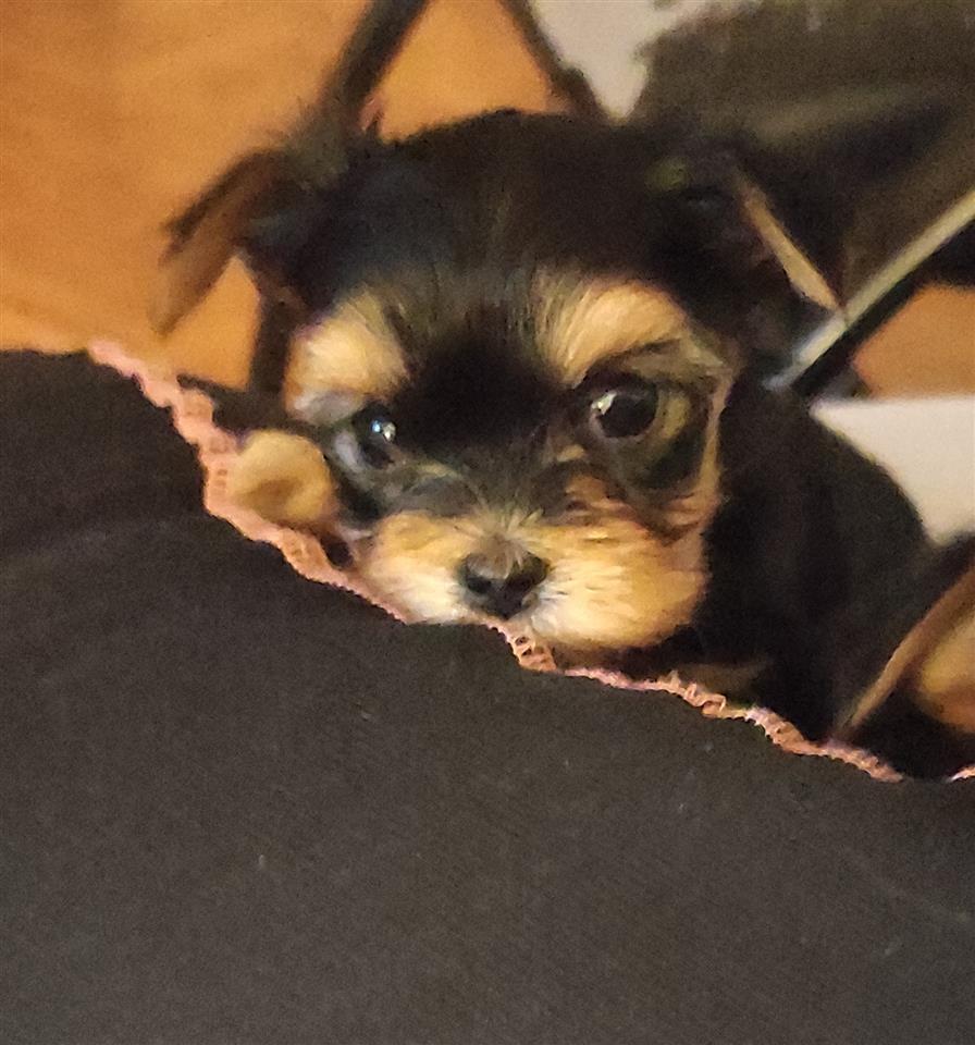 Morki