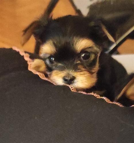 Morki