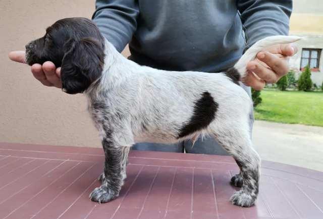 Mali-minsterlender--štenci