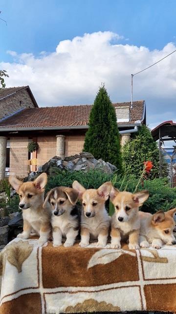 Velski-korgi-pembrok-stenad