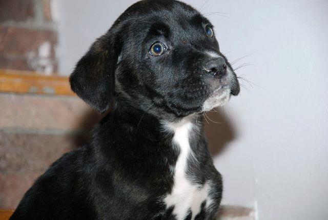 Cane-Corso-zensko-stene