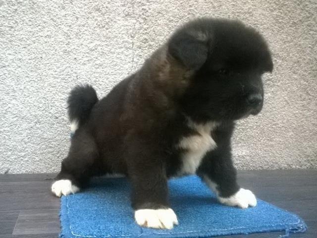 Americka-akita--stenad