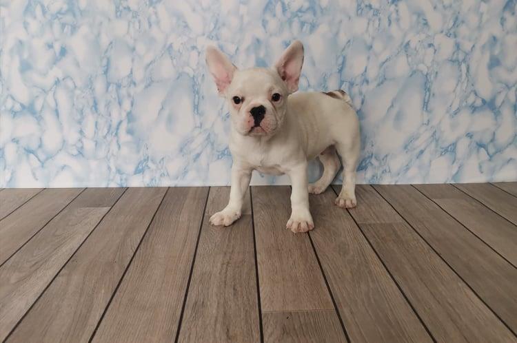 Francuski-Buldog