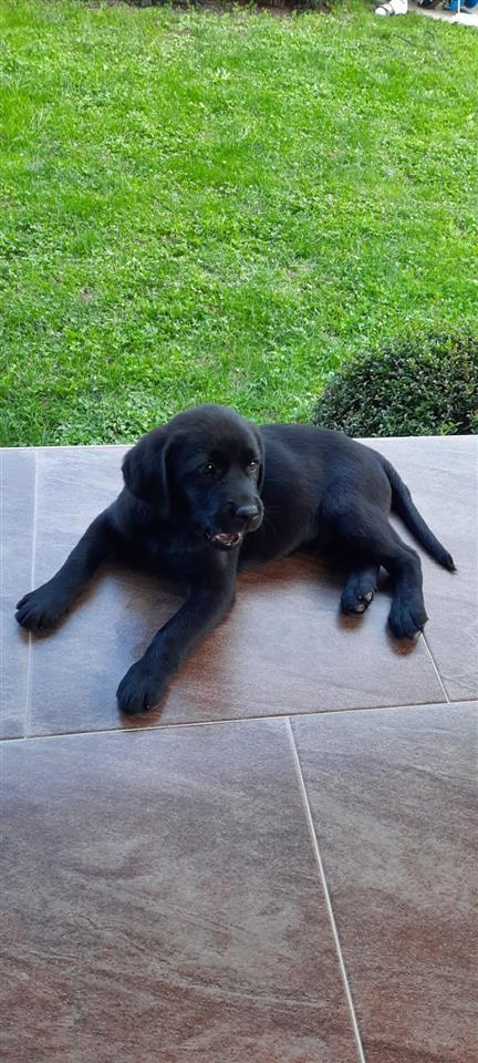 Labrador-štenci