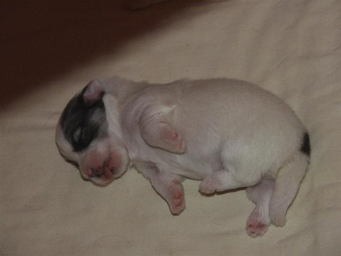 coton de tulear-štenci