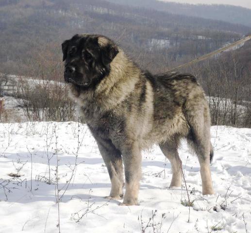 Sarplaninac-stenci