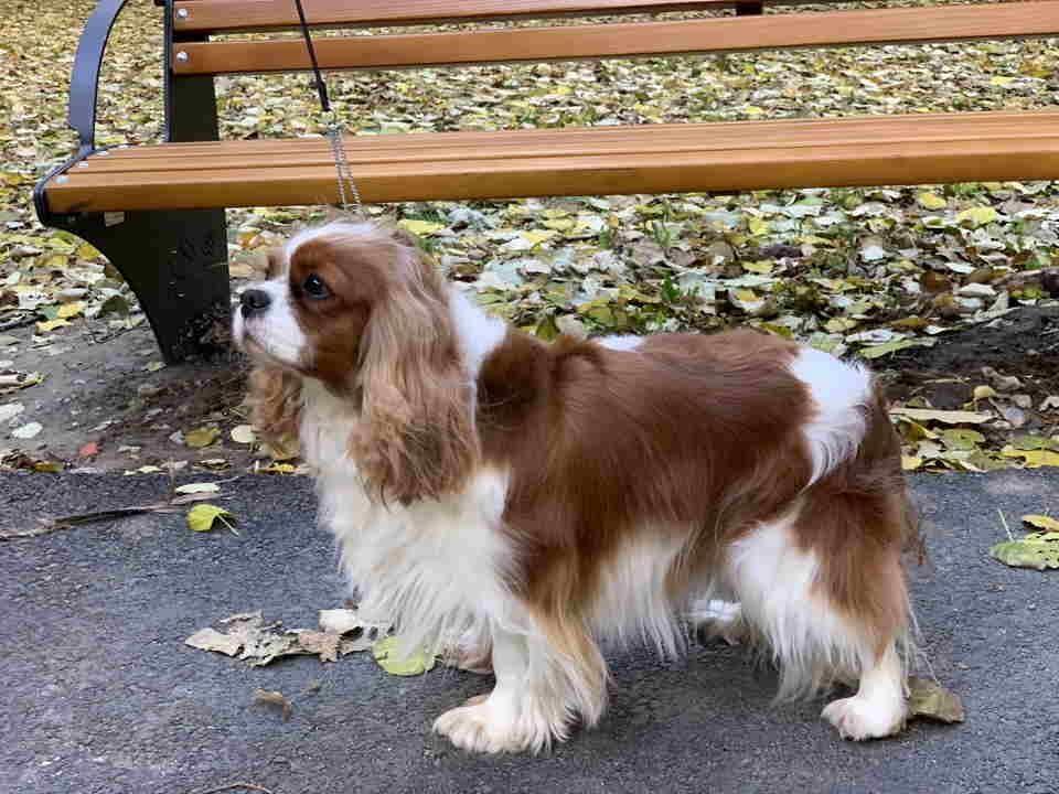 CAVALIER-KING-CHARLES--spaniel-štenci--