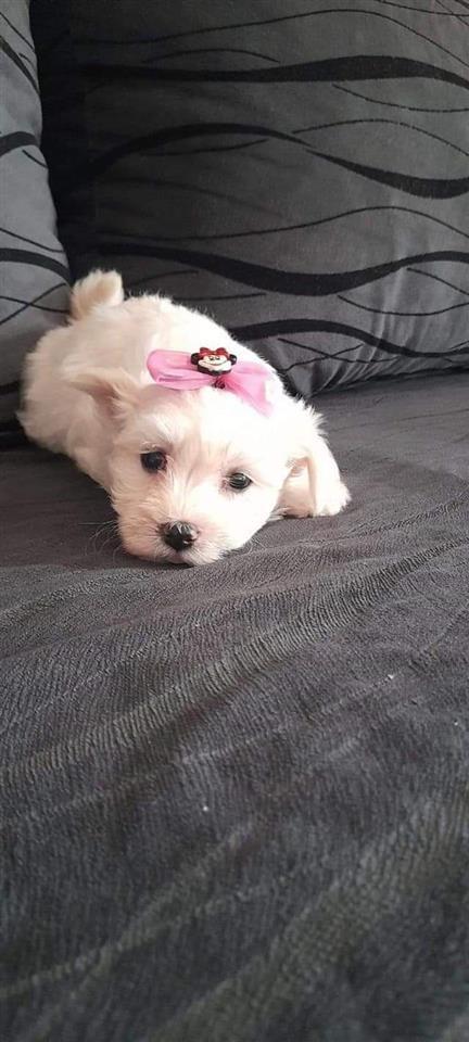 Maltezeri-