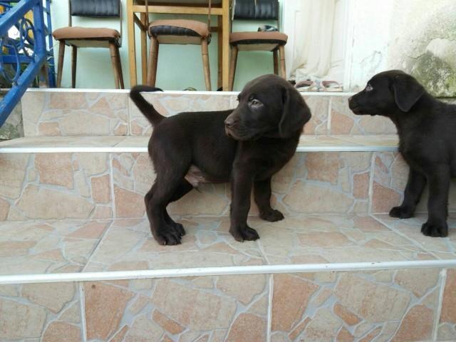Labrador-stenci